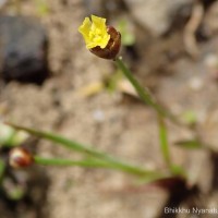 Xyris pauciflora Willd.